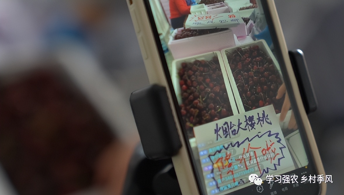 大棚樱桃还有发展趋势吗,大棚樱桃错时上市反季节