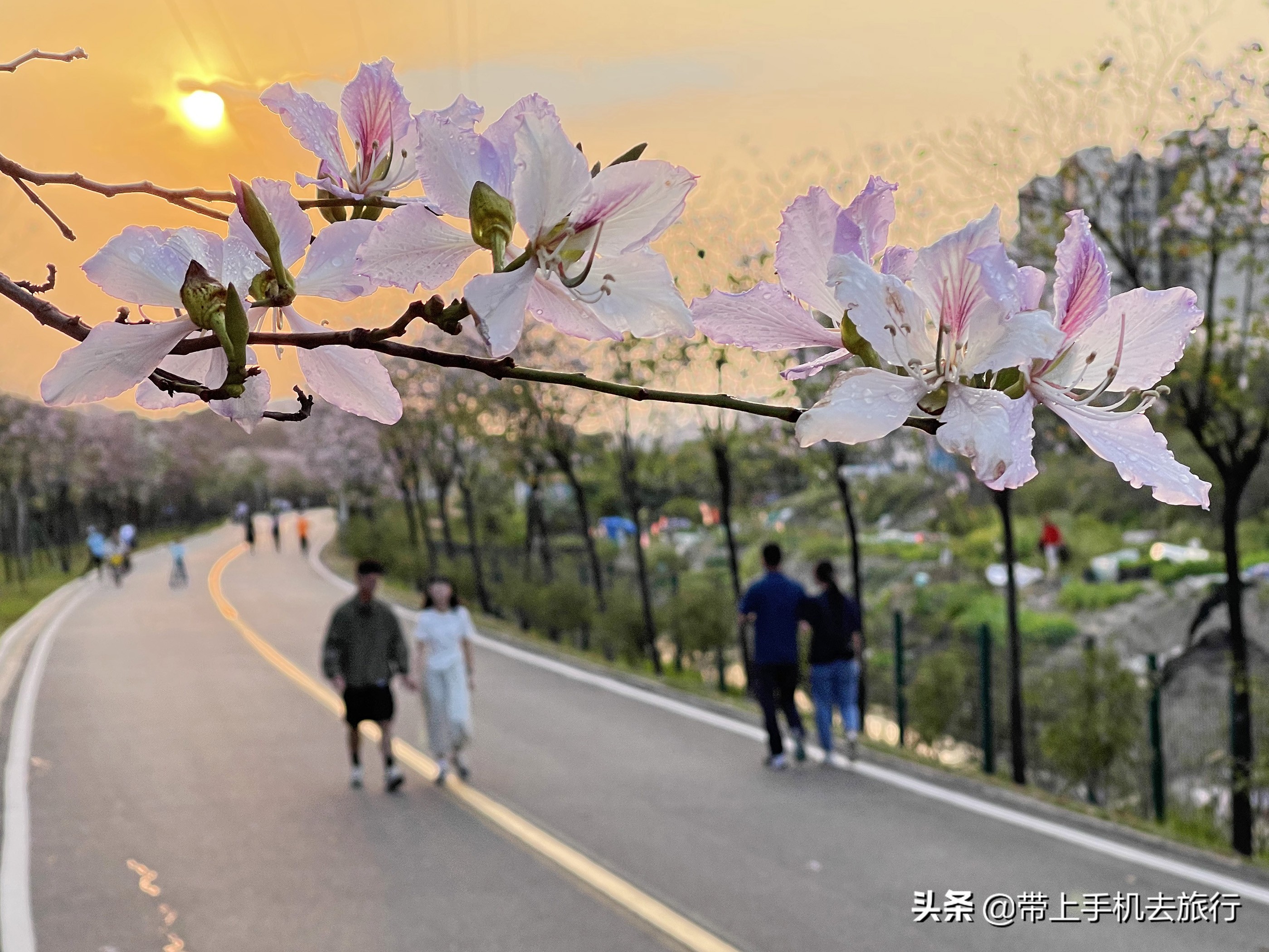 手机摄影怎么样用专业模式,手机摄影是怎么搞的