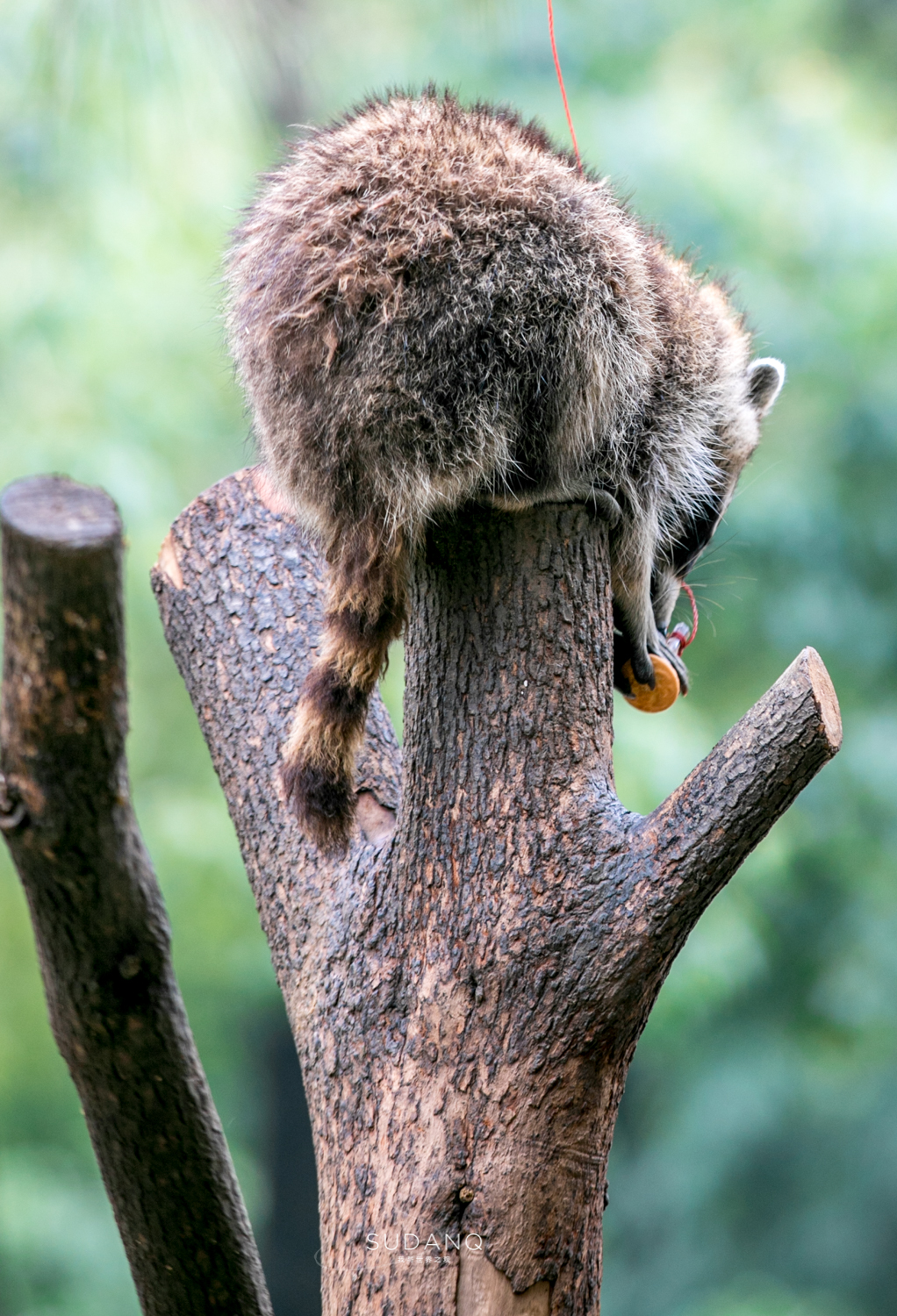 武汉哪个动物园比较适合小朋友玩,武汉值得带孩子去的动物园