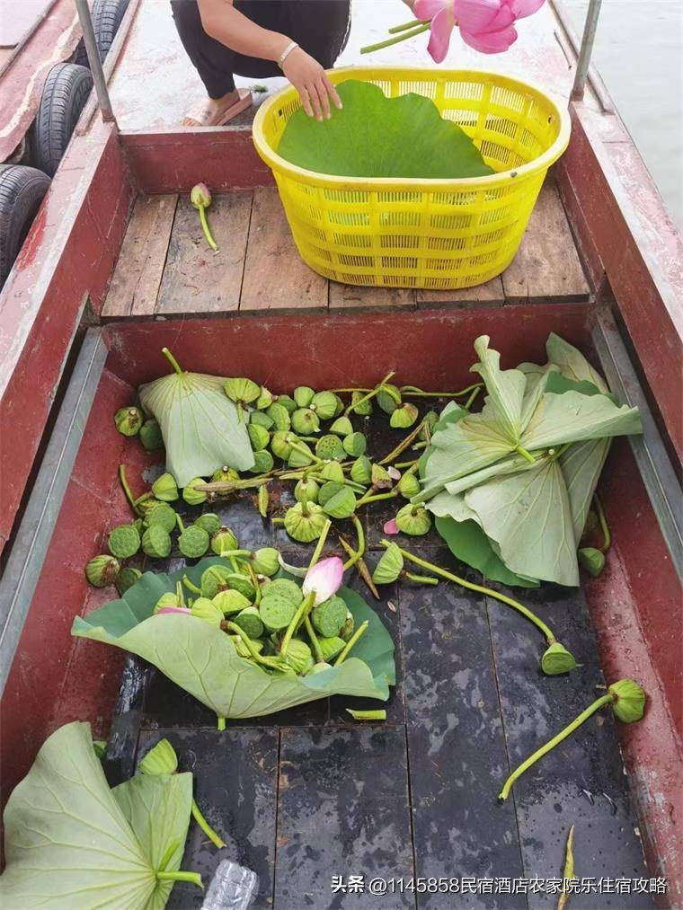 白洋淀农家打鱼,白洋淀农家院野钓推荐