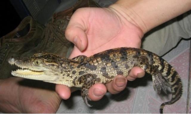 广东鳄鱼暴雨中出逃已抓回36条,暴雨致养殖场70多条鳄鱼出逃