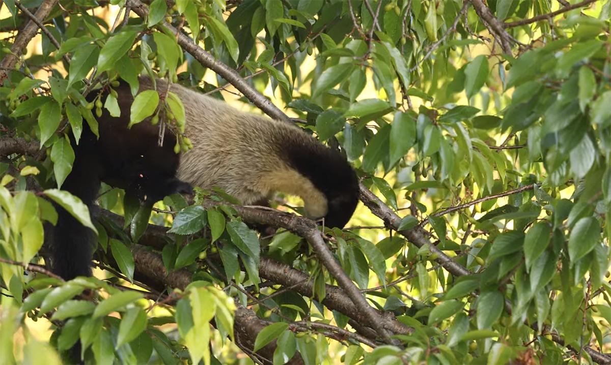 黄喉貂重庆,黄喉貂捕食猴子猴子为什么不跑