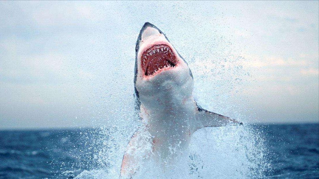 大白鲨咬合力真的只有400公斤吗,十大咬合力最强动物巨齿鲨