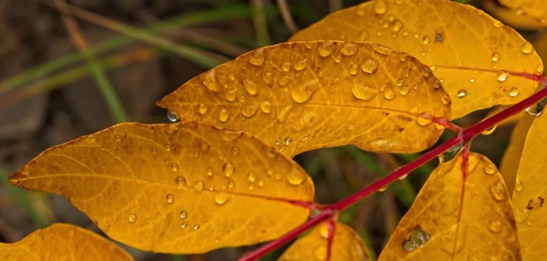 白露|素月如霜秋风凉，易达常在暖心间