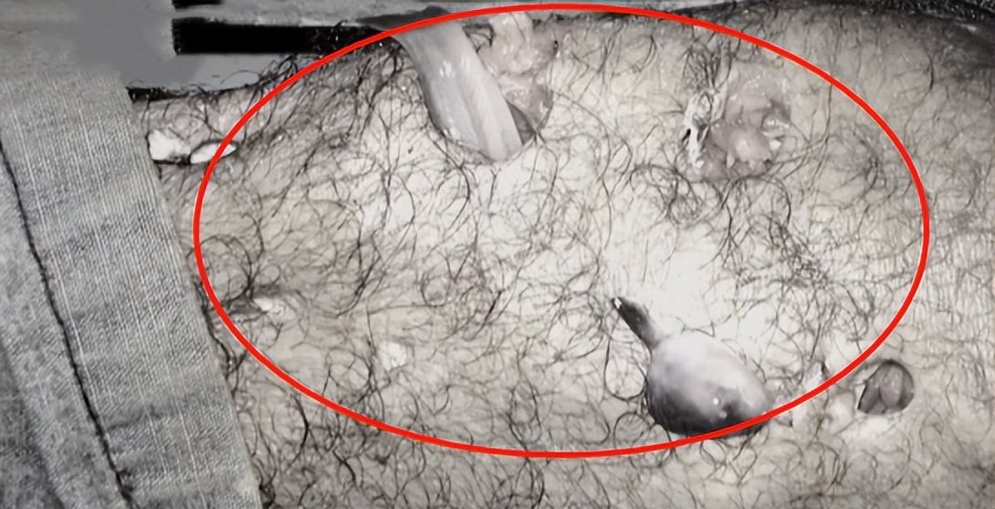 男子钓鱼鱼儿被湖里鲶鱼吃了,男人钓鱼被鲨鱼吃掉