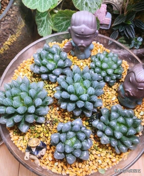 冰灯玉露最漂亮,冰灯玉露全部颜色