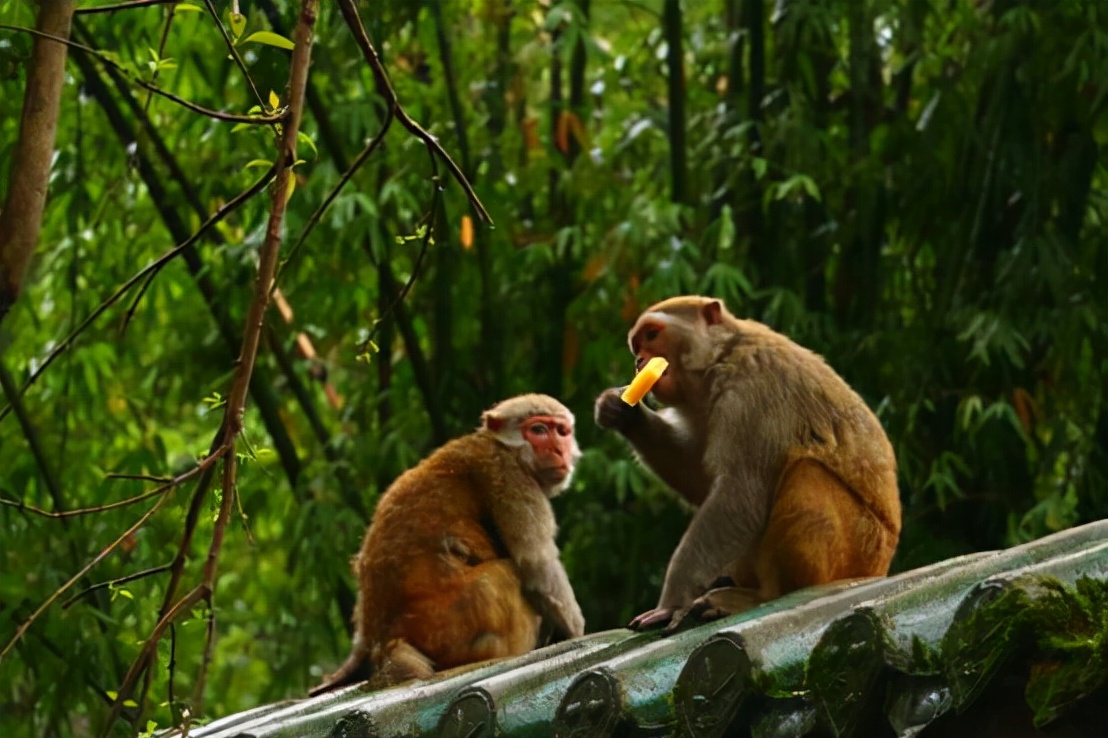 猴子闯入民宅伤人,贵州景区猴子袭击事件