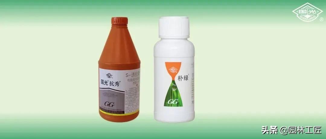 草坪越冬一般留多长,早熟禾草坪怎么越冬