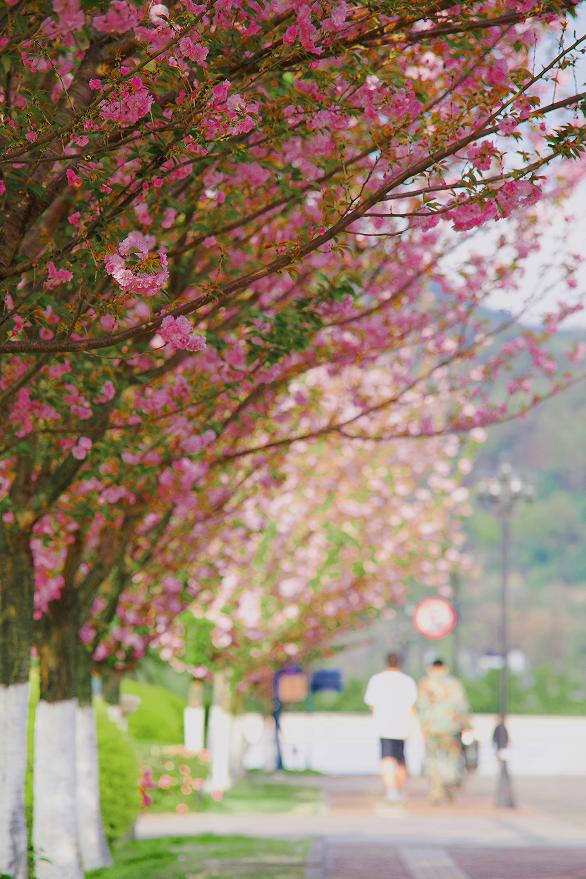 四川西南航空职业学院是什么风格,四川西南航空职业学院校园风采