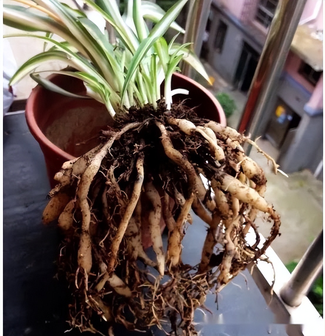 最旺家庭的6种花你家里有吗,家里有这6种花