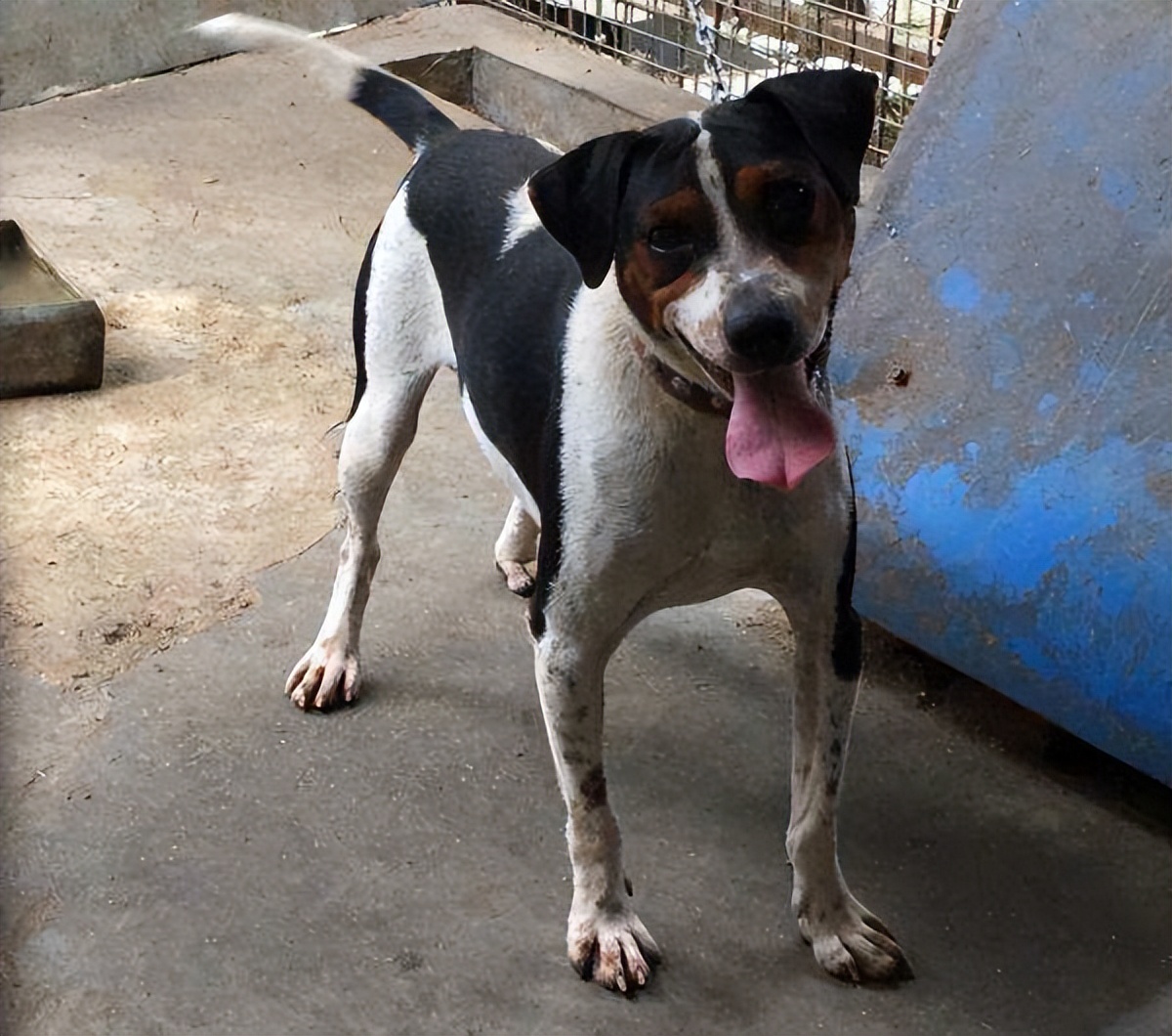 太仓猎犬真实优缺点,太仓猎犬有什么特点