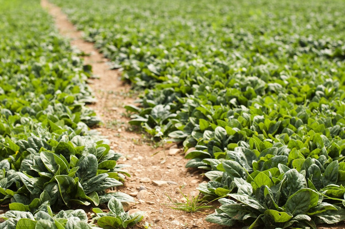 2022年云南蔬菜国庆节菜价预测,2022年7月11日云南蔬菜价格表