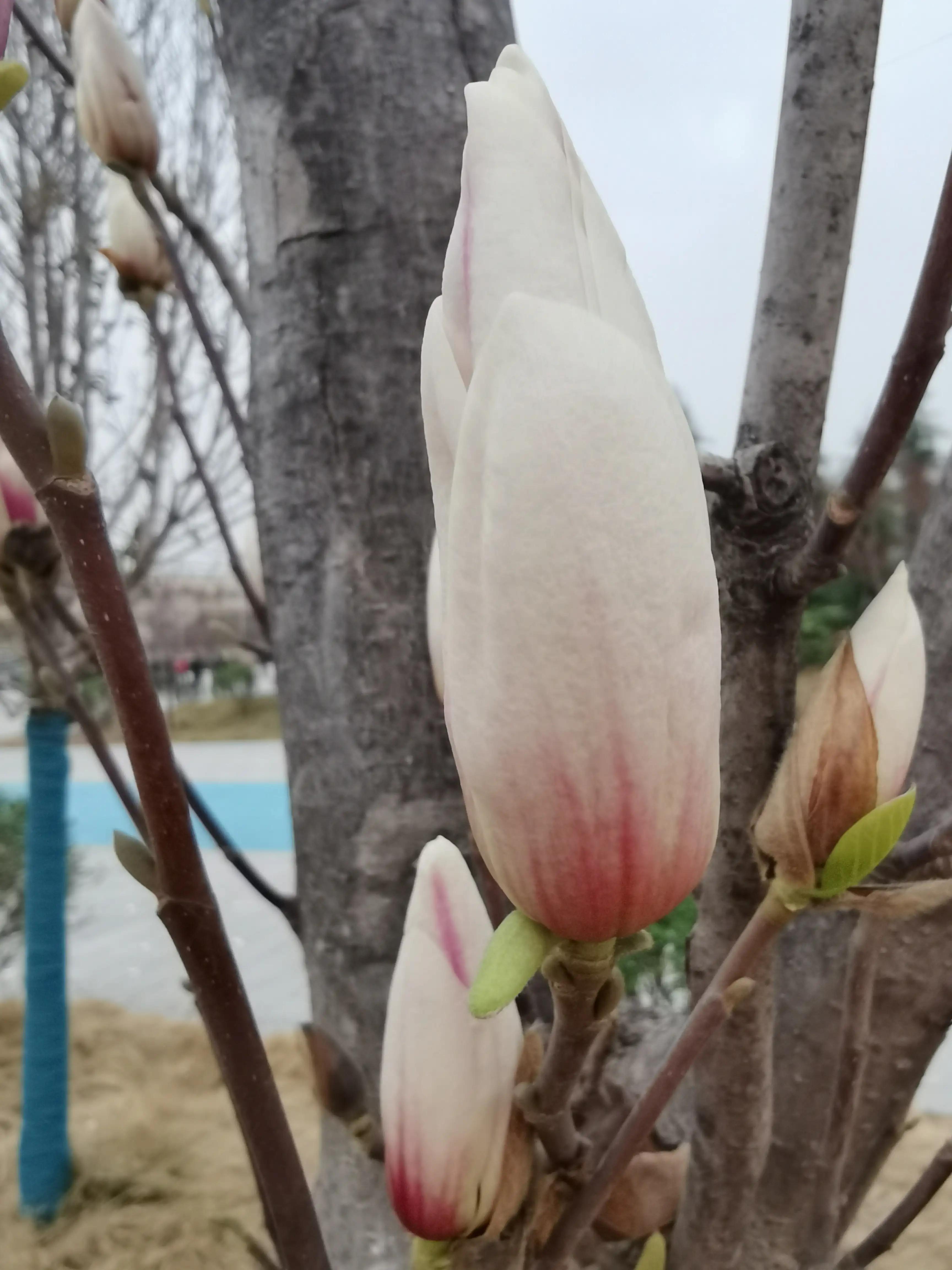 玉兰花的花语视频,玉兰花的花语微博