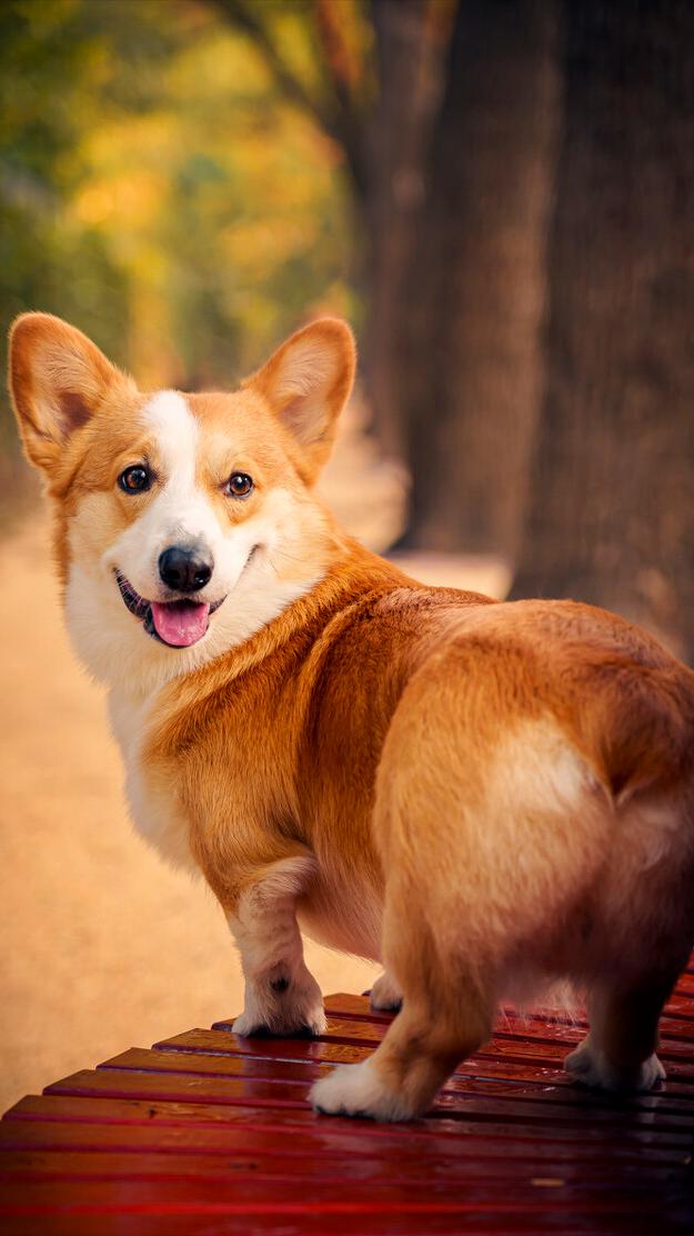博美和柯基哪个好养,柯基比熊博美哪个更适合女孩子养
