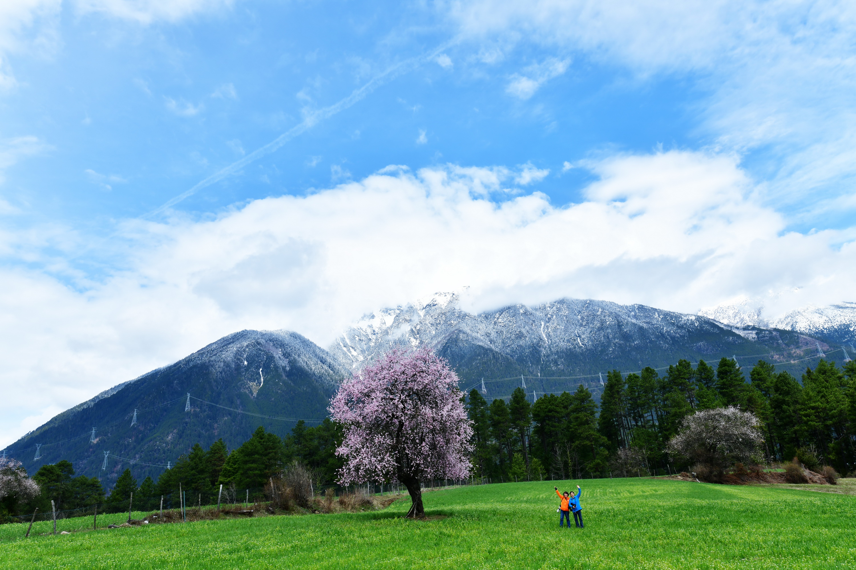 雪域林芝桃花图片 (在雪域江南西藏林芝邂逅漫山桃花)