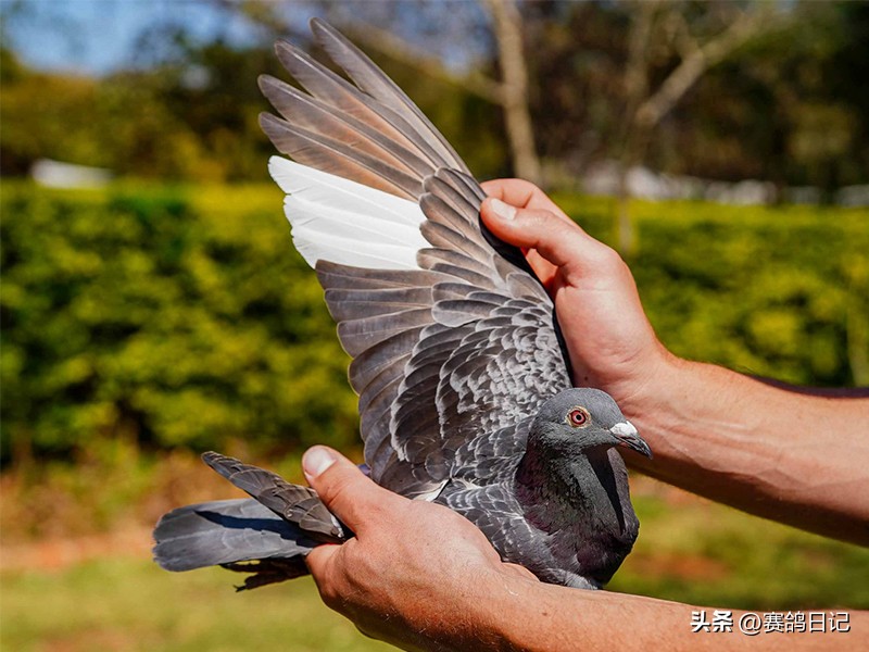 各大公棚冠军鸽,维多利亚公棚