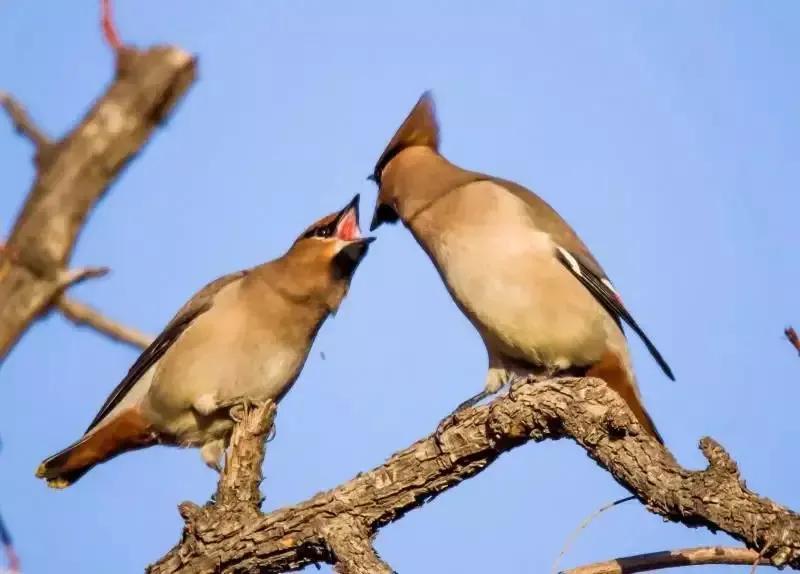太平鸟图片大鸟,太平鸟图片大全高清壁纸
