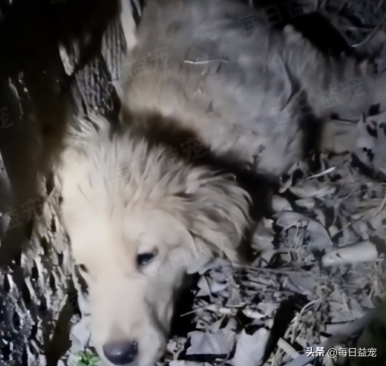 小金毛被弃养,小金毛被扔楼下