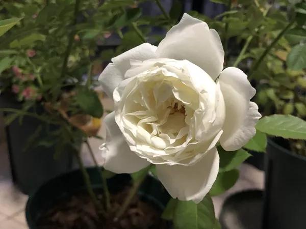 常见切花月季一览（40）（接上期）