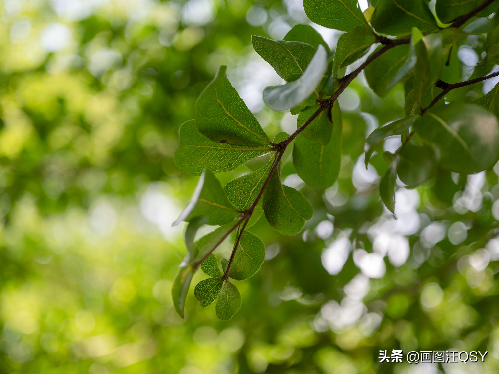 技术不够装备来凑，索尼ZV-E1真定位新手？Vlog初学者心得分享