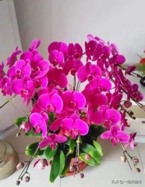 蝴蝶兰徒长不开花?狠下心来“砍一刀”,生根快长势旺,猛窜花箭