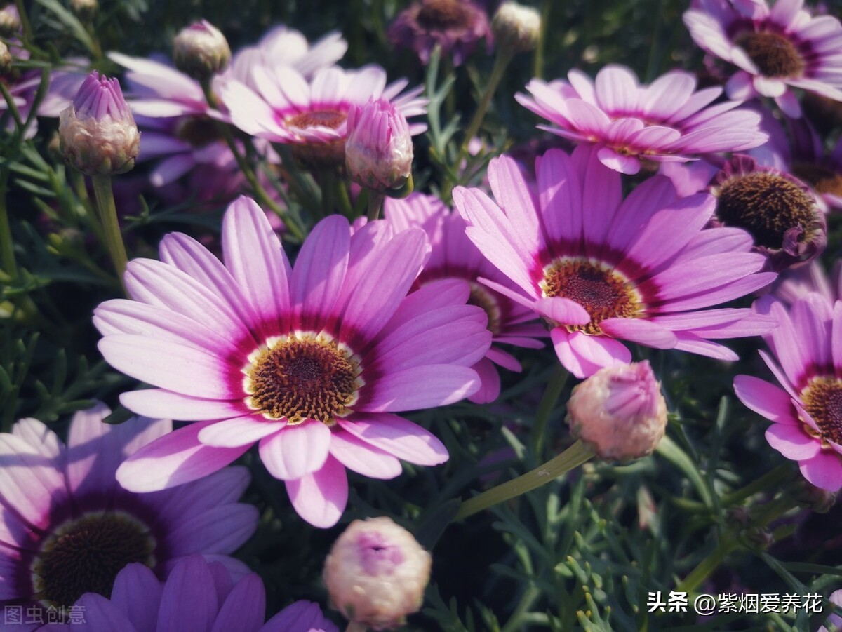 一丛黄菊花图片欣赏,五颜六色姹紫嫣红的鲜花