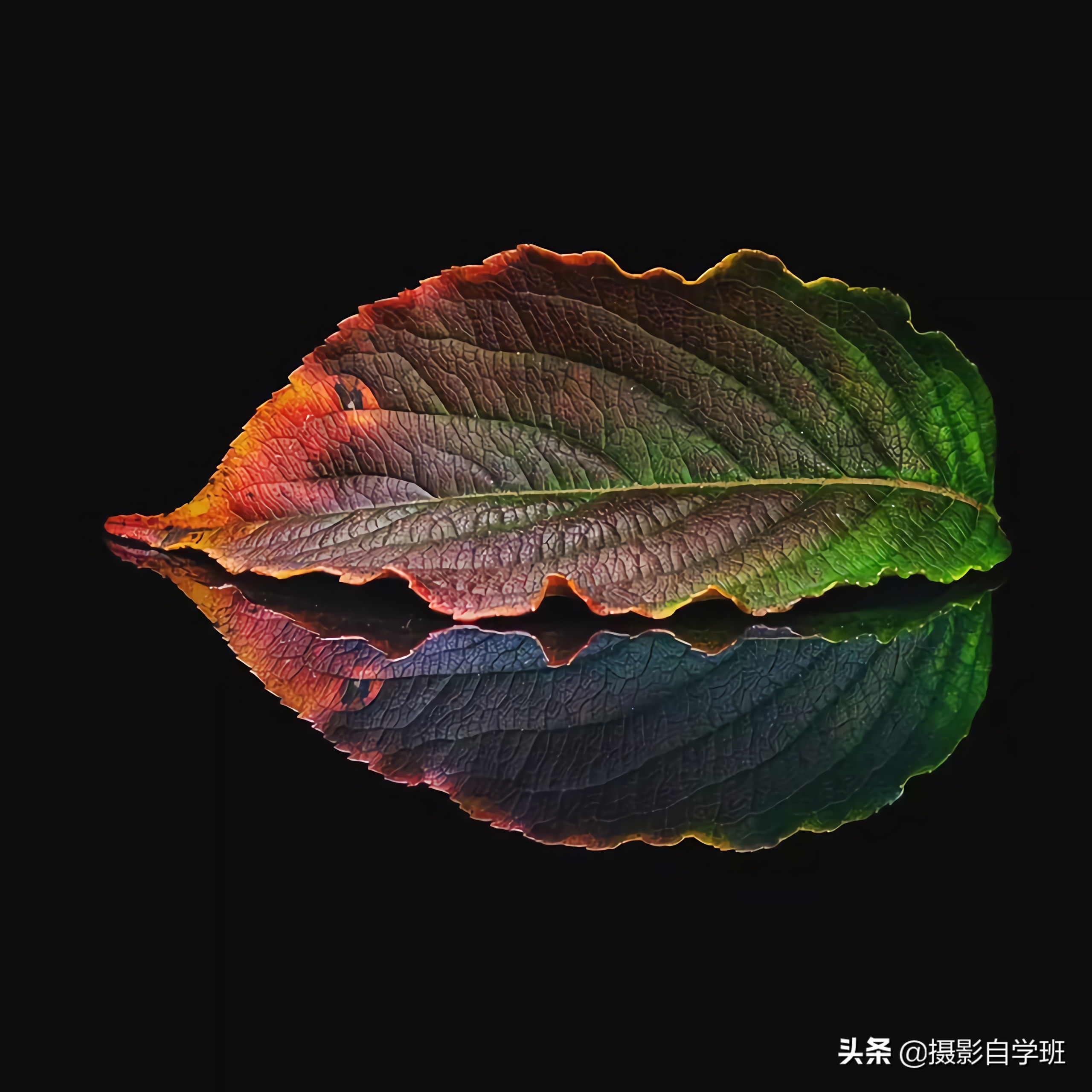 叶子怎么拍人出高级感,叶子怎么拍高级