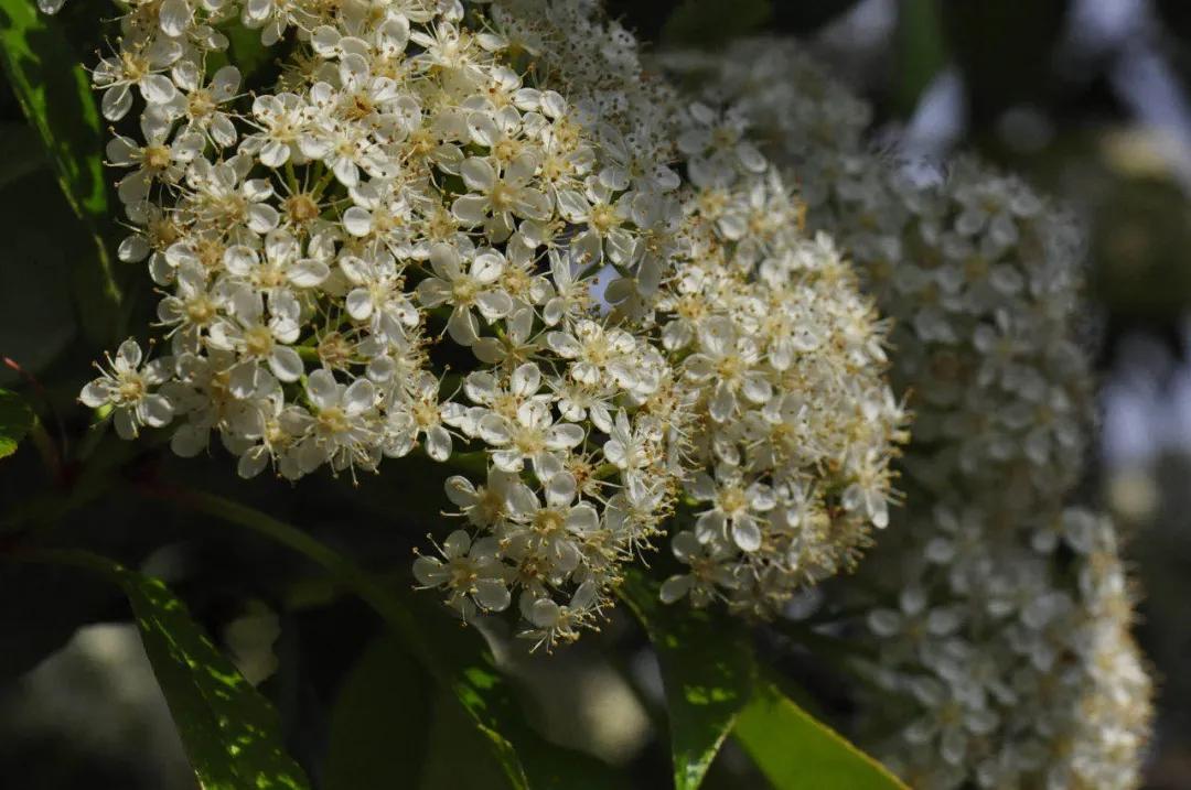石楠花的优点与缺点,石楠花虽臭但也有着它的优点