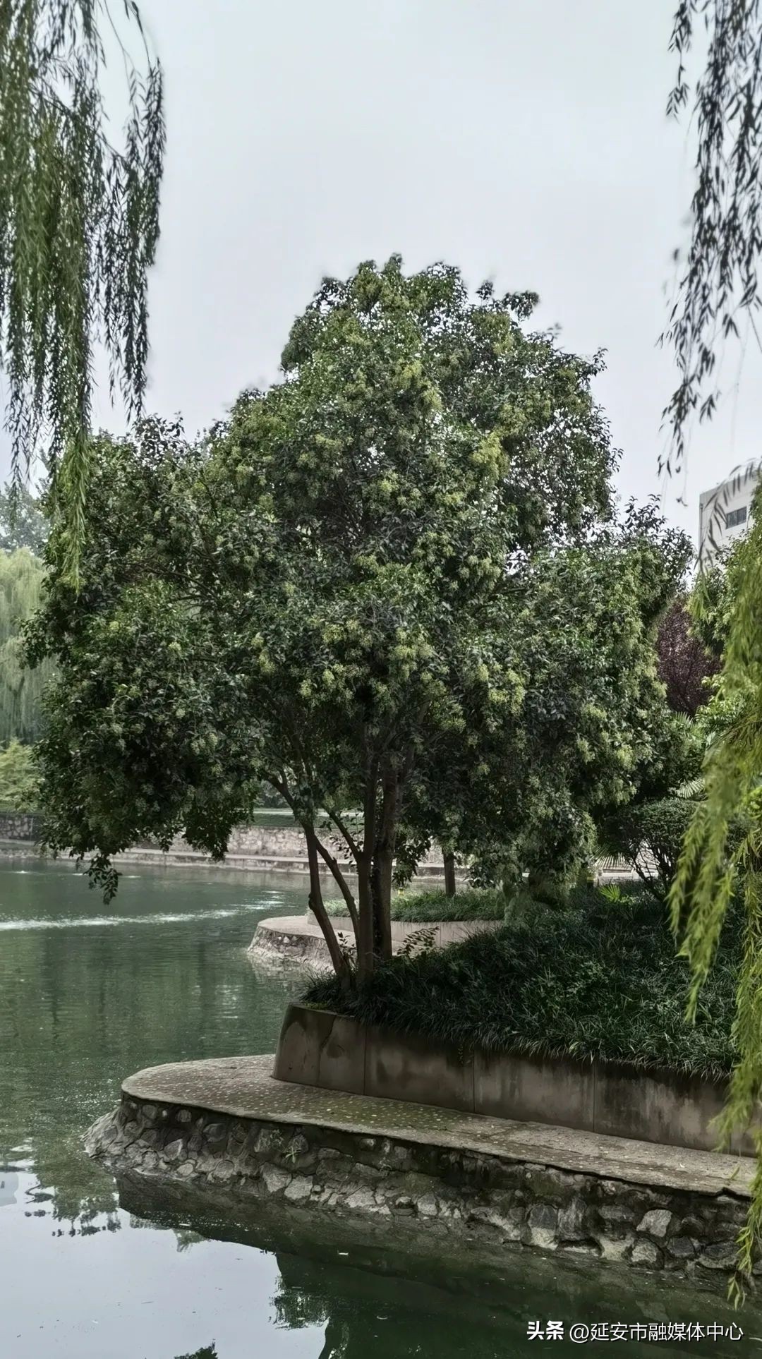 陕西宾馆迎来最佳观花赏景季节,陕西宾馆内景色