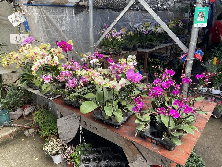 广州芳村花地古玩城,花地湾古玩城花市