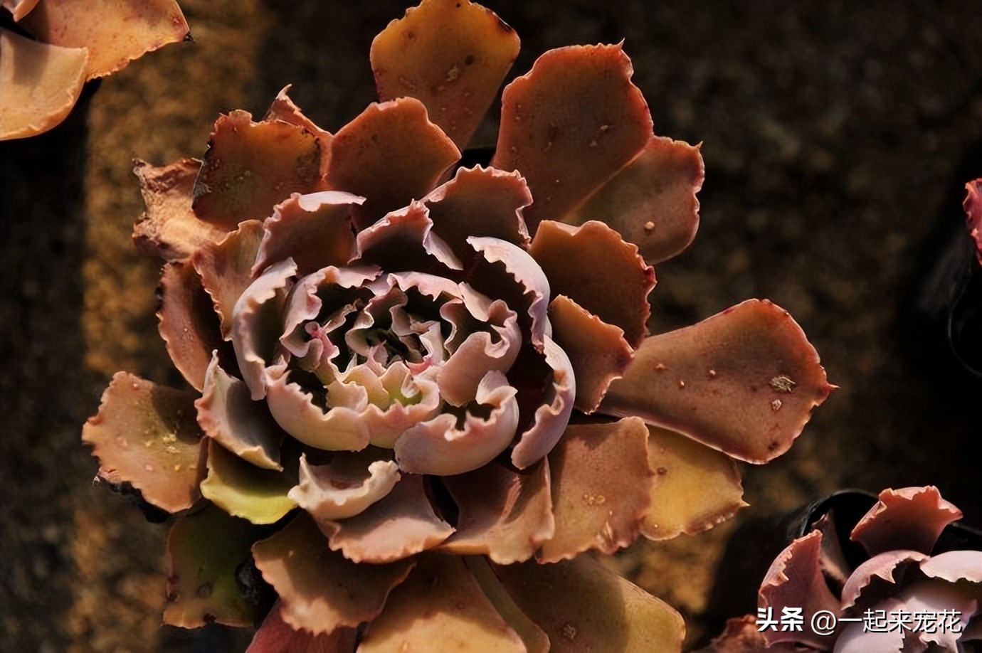 六种好看又好养的多肉,好看又好养的多肉前十名