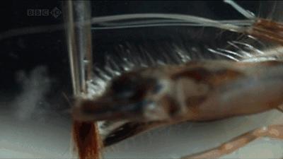 一“枪”搞定?英公司模仿枪虾攻击时的冲击波,实现了核聚变突破