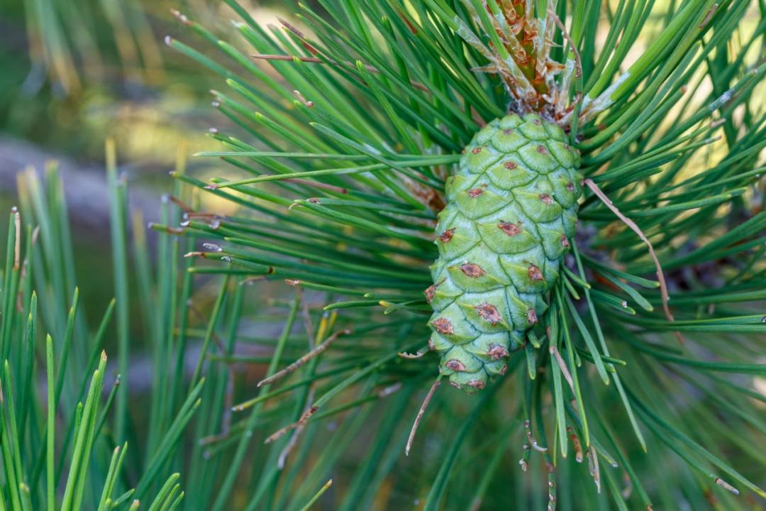 水培凤梨菠萝,菠萝水培最简单的方法