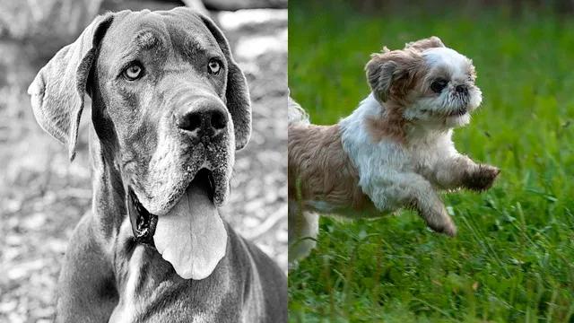 什么品种的狗寿命最长,哪种狗寿命最长不掉毛