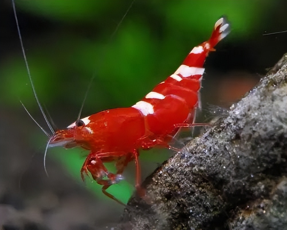 宠物虾的种类有哪些呢,来看看吧。