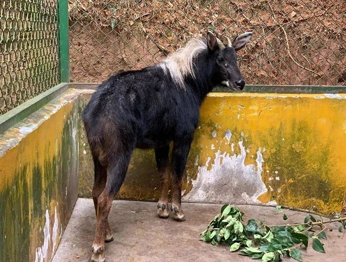 榛勫矖灞卞彂鐜板洓涓嶅儚,鑰佸啘灞变笂鍙戠幇鐨勫洓涓嶅儚