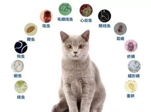 科学养宠攻略猫咪便血,科学养宠攻略如何阻止猫误食东西
