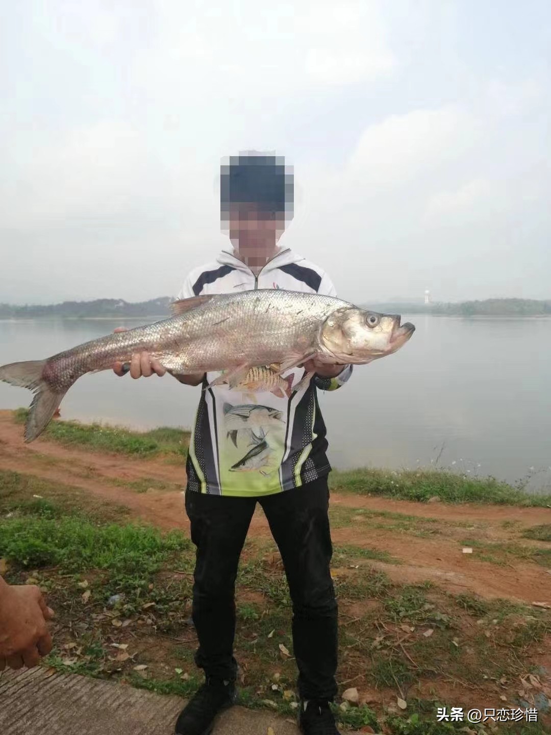 野钓青草鳊用什么商品饵,鲤鲫青草鳊野钓怎么样