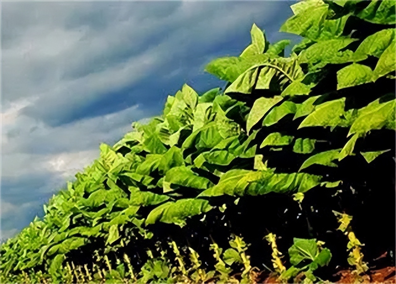 草烟的危害大还是纸烟危害大,草烟坏处