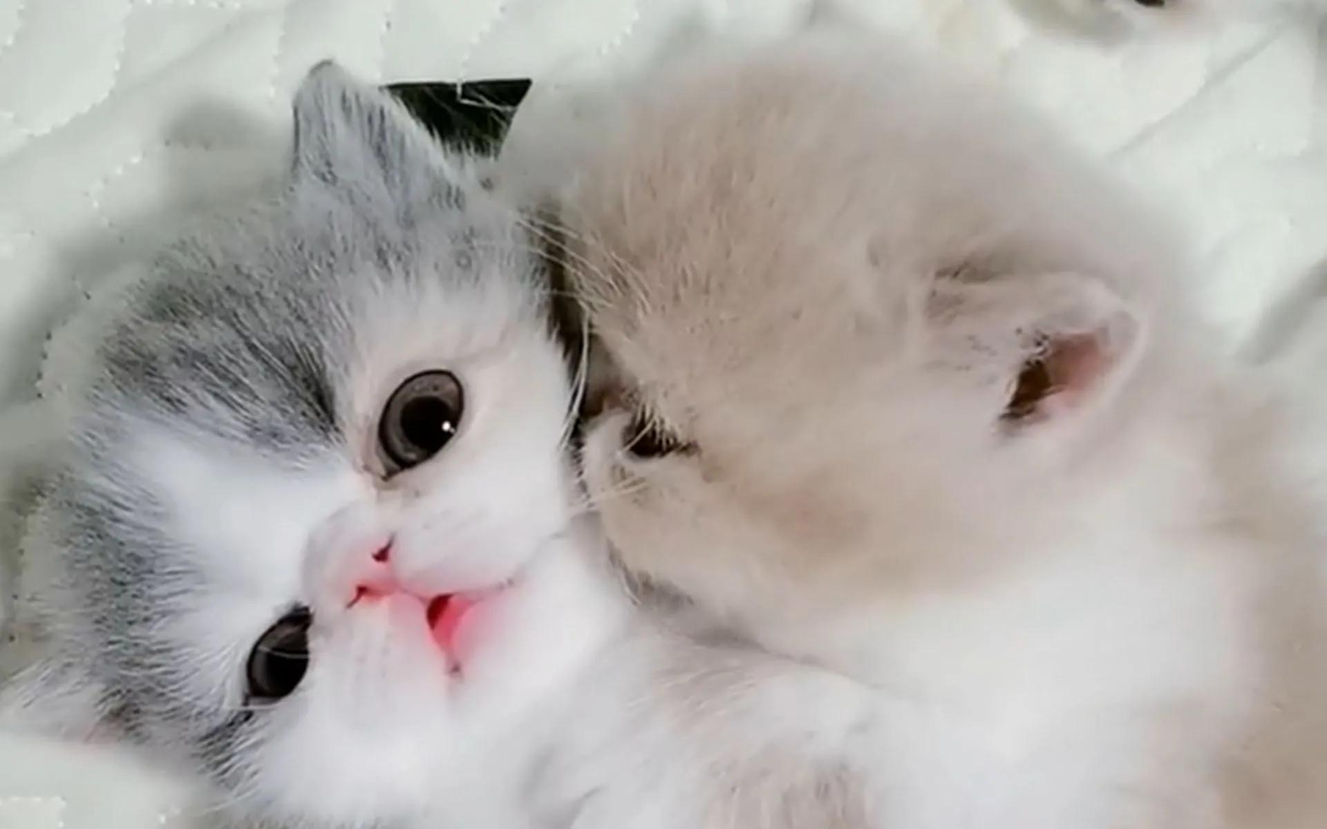 猫咪宝贝歌词,猫咪宝贝dj加长版迪厅