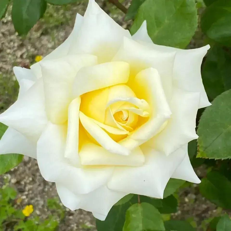 在头条创作4天的心路历程,头条创作注意事项