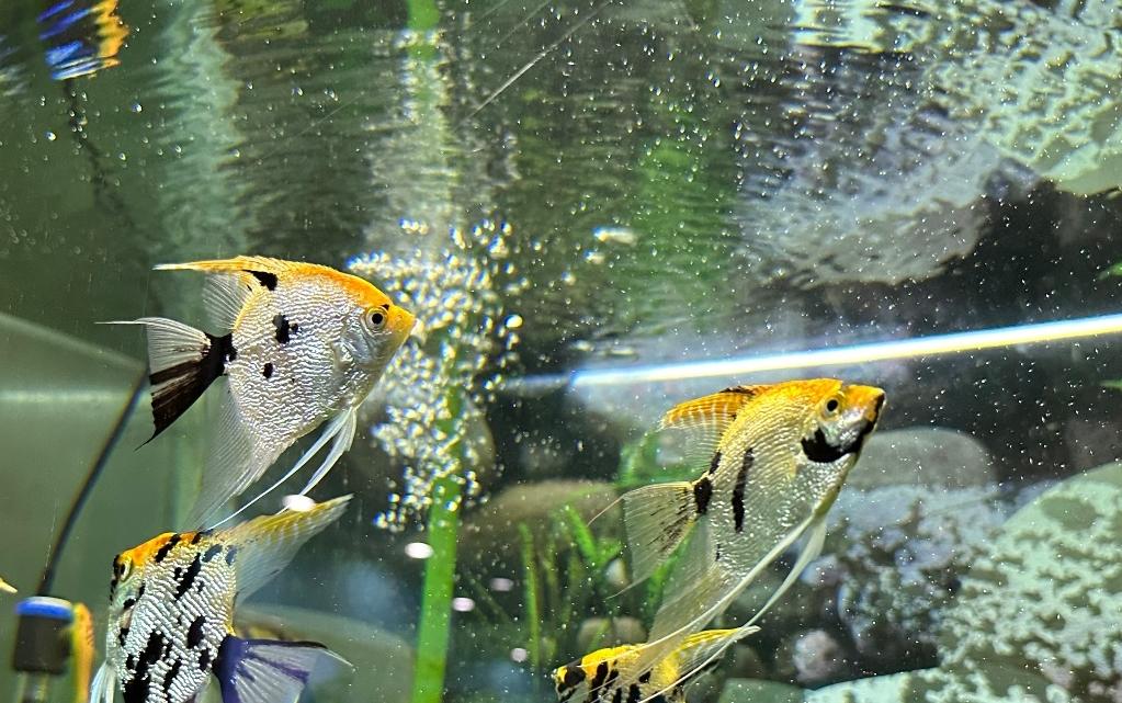 上海动物园一日游攻略,好玩不累的体验分享,附加避雷指南!