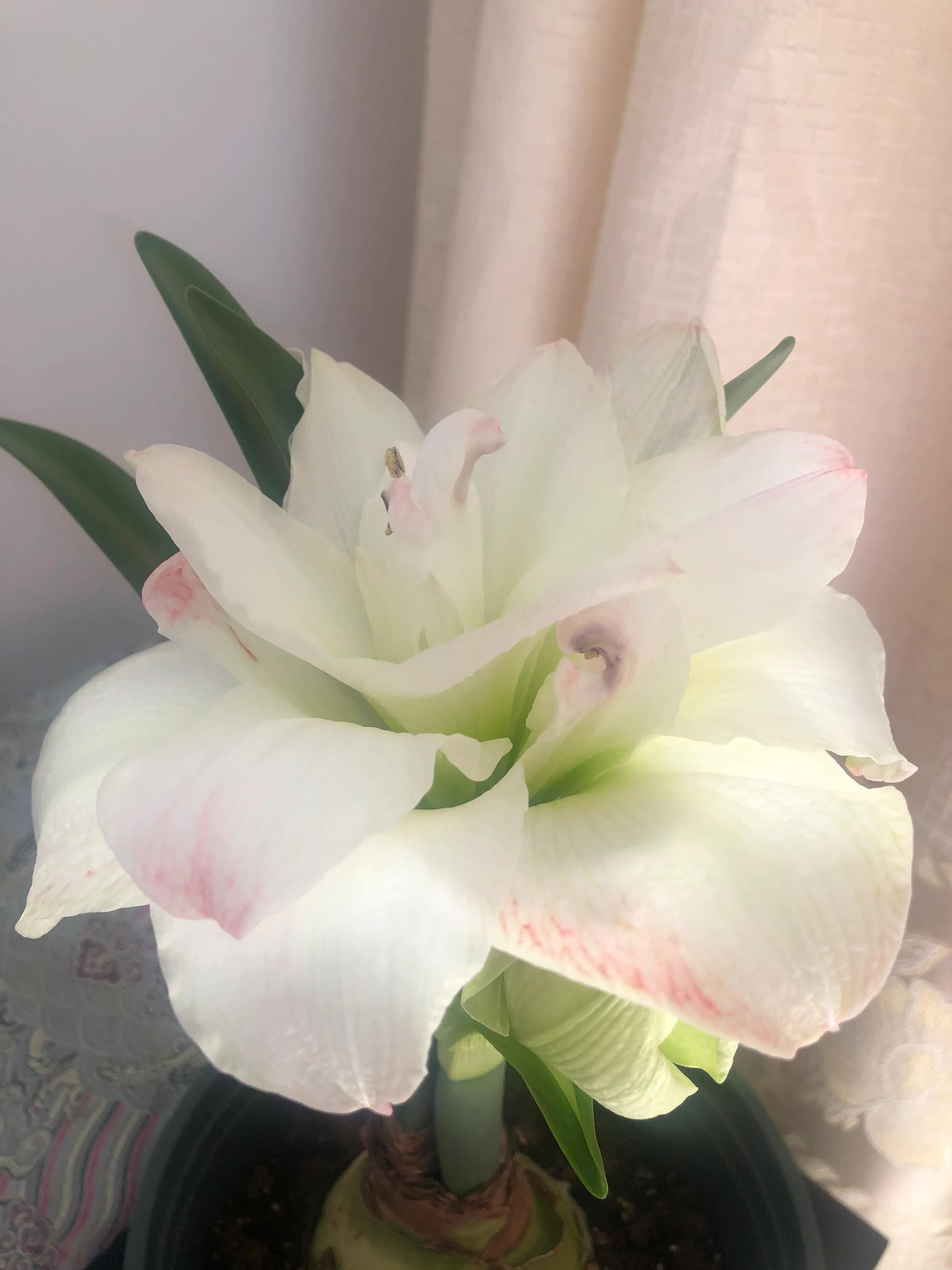 美丽俏佳人发型,美丽俏佳人化妆品好吗