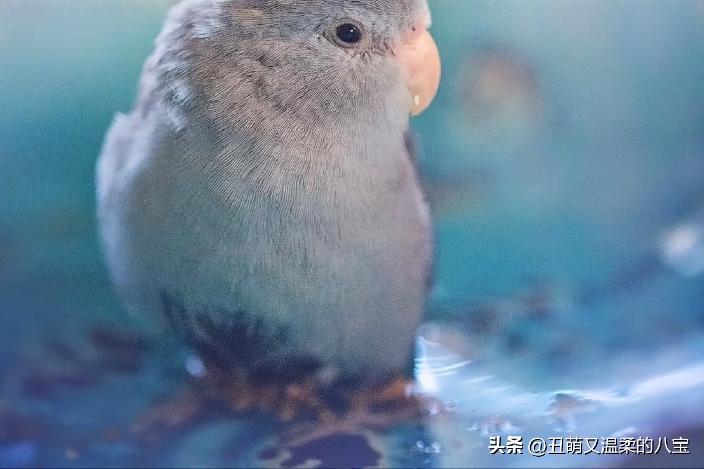 鹦鹉单眼伤风怎么治疗,鹦鹉单眼伤风怎么预防