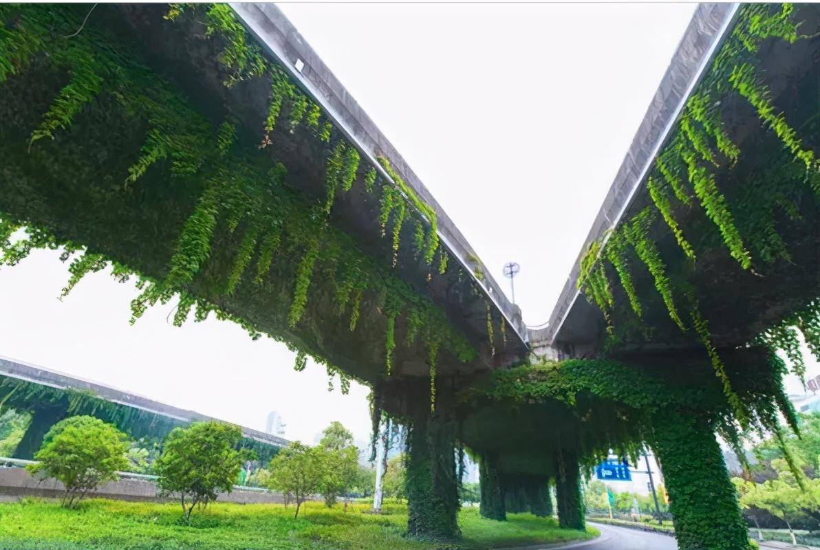 为什么在高架桥上种爬山虎?有什么妙用,不会破坏桥体吗?