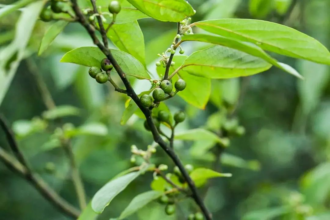 这个夏天怎么吃才最爽,春夏什么好吃