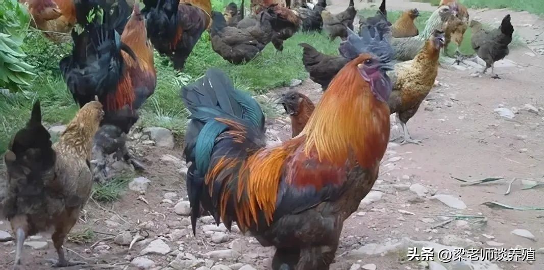 养殖鸡鸭鹅需要注意哪些,鸡鸭鹅养哪种风险小