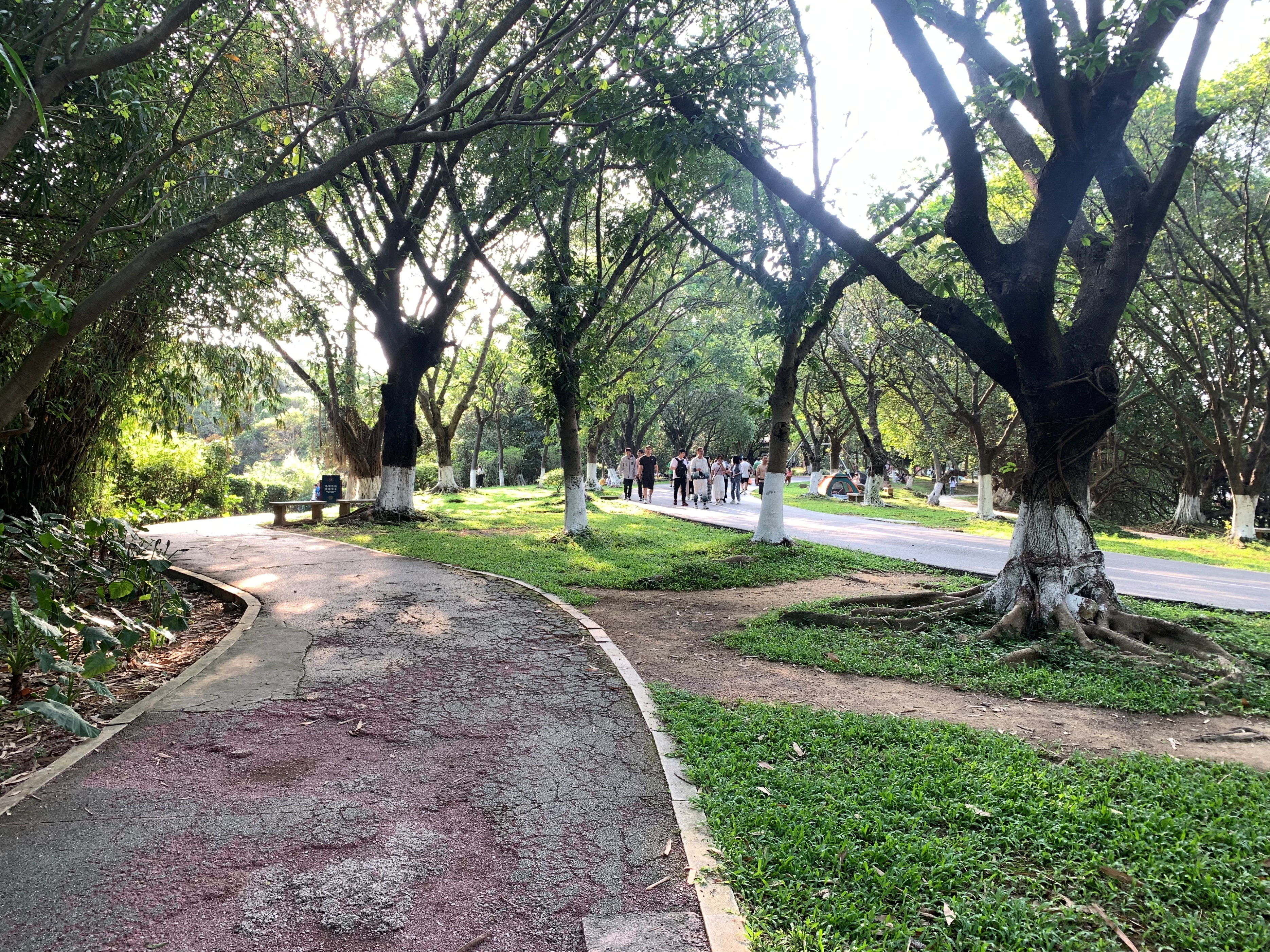 大夫山一日游自由行,大夫山一日游周记