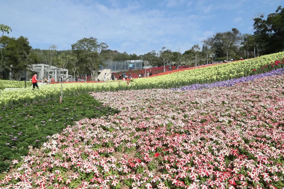 厦门十大最美花海,盘点厦门最美花海的地方
