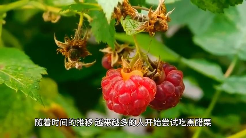 熊果素是什么,熊果苷的美白原理是阻止黑色素的